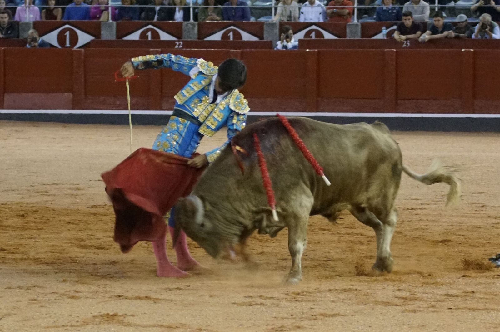 Clase práctica con alumnos de la Escuela de Tauromaquia de Salamanca (Diego Mateos, Noel García y Álvaro Rojo con erales de Esteban Isidro)
