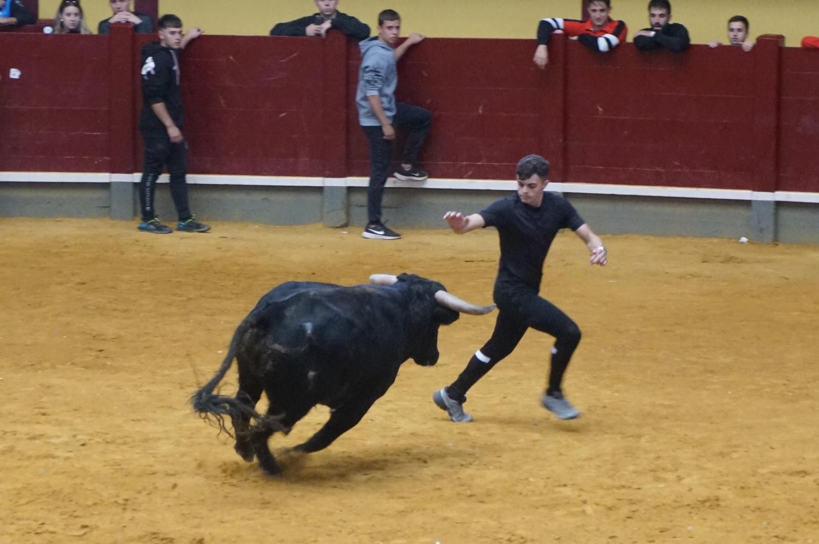 Alba de Tormes celebra un encierro, capea y encierro de minibueyes