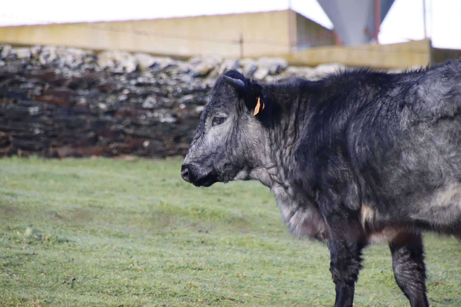 vacas, ganado. Foto de archivo