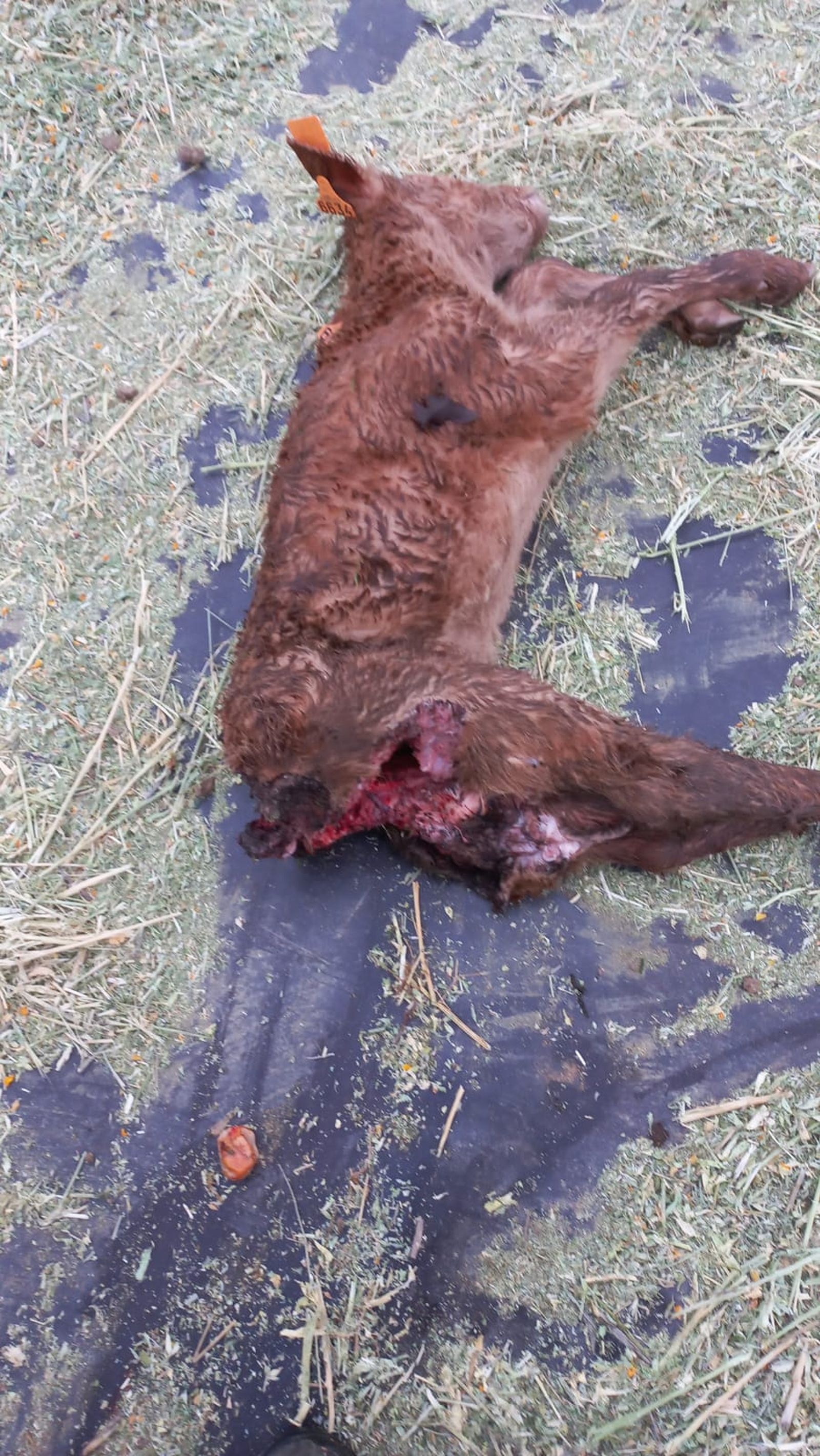 Los meloncillos vuelven a devorar terneros en la zona de Casafranca (2)