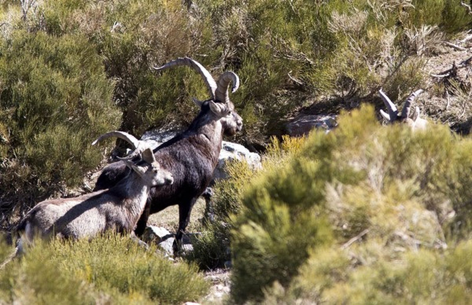 Machos de cabra montés en la reserva de caza de Las Batuecas