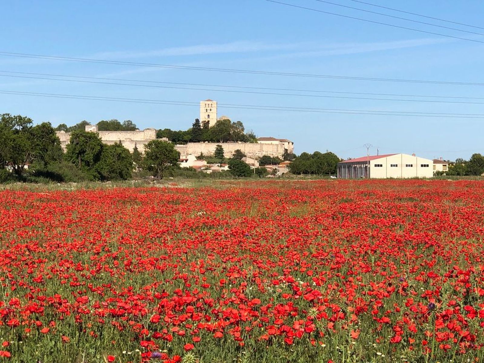 Campo de amapolas de Zamora
