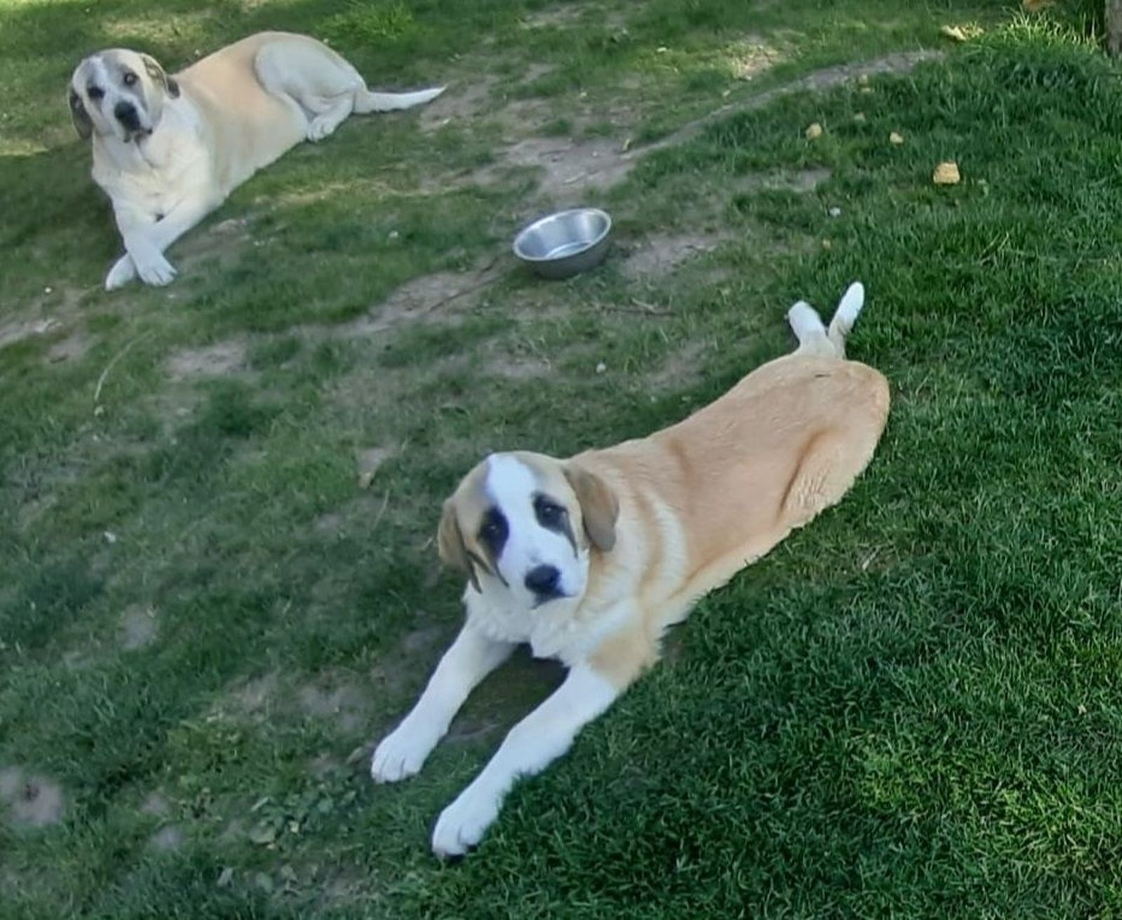 Las dos mastines desaparecidas