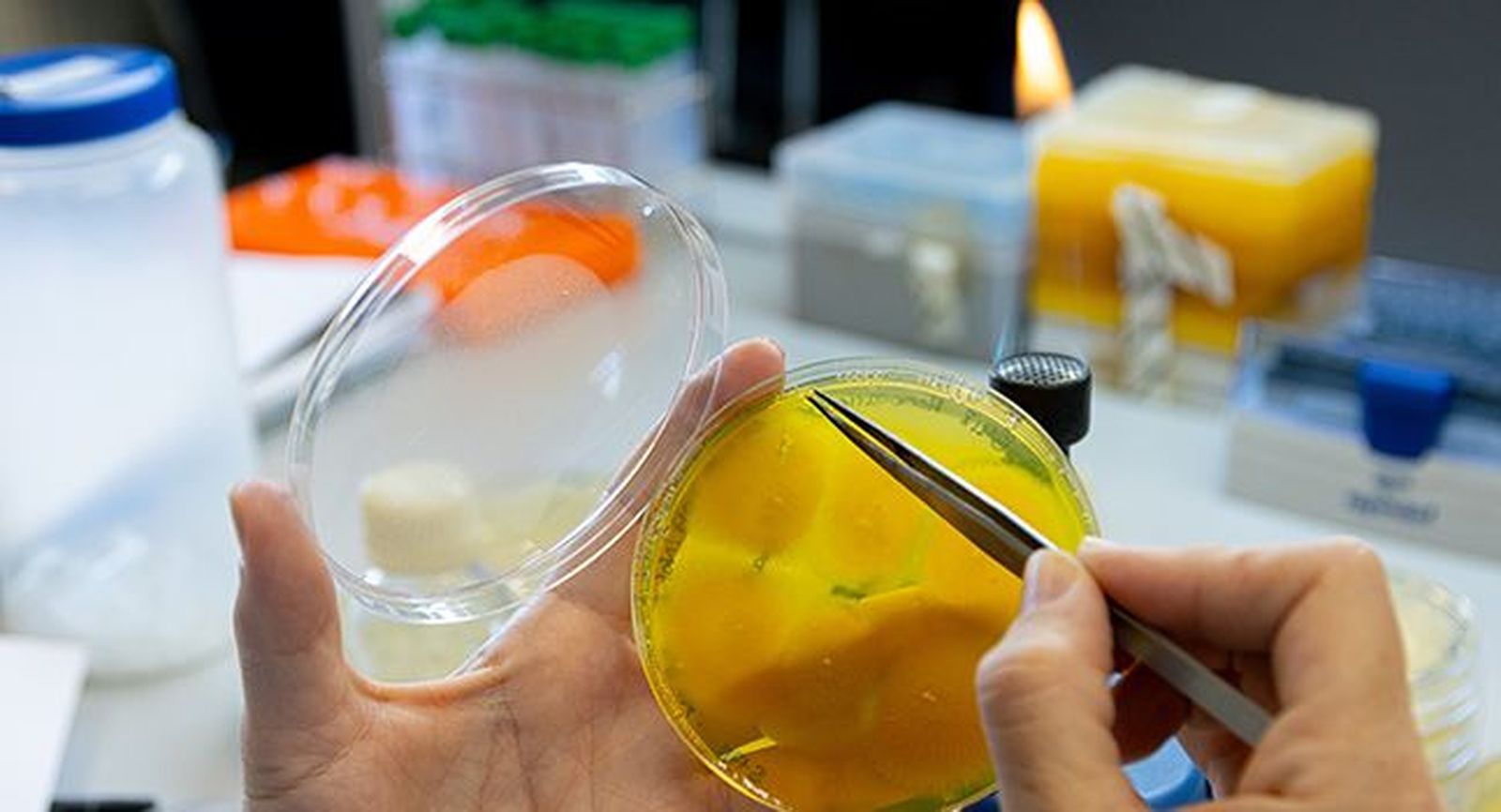 hongos ciencia NORM 0