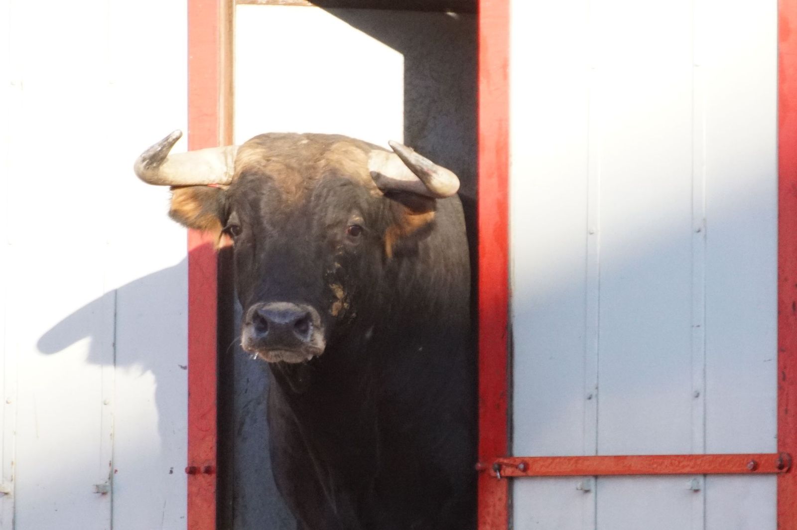 Tradicional Desenjaule en la Plaza de Toros La Glorieta