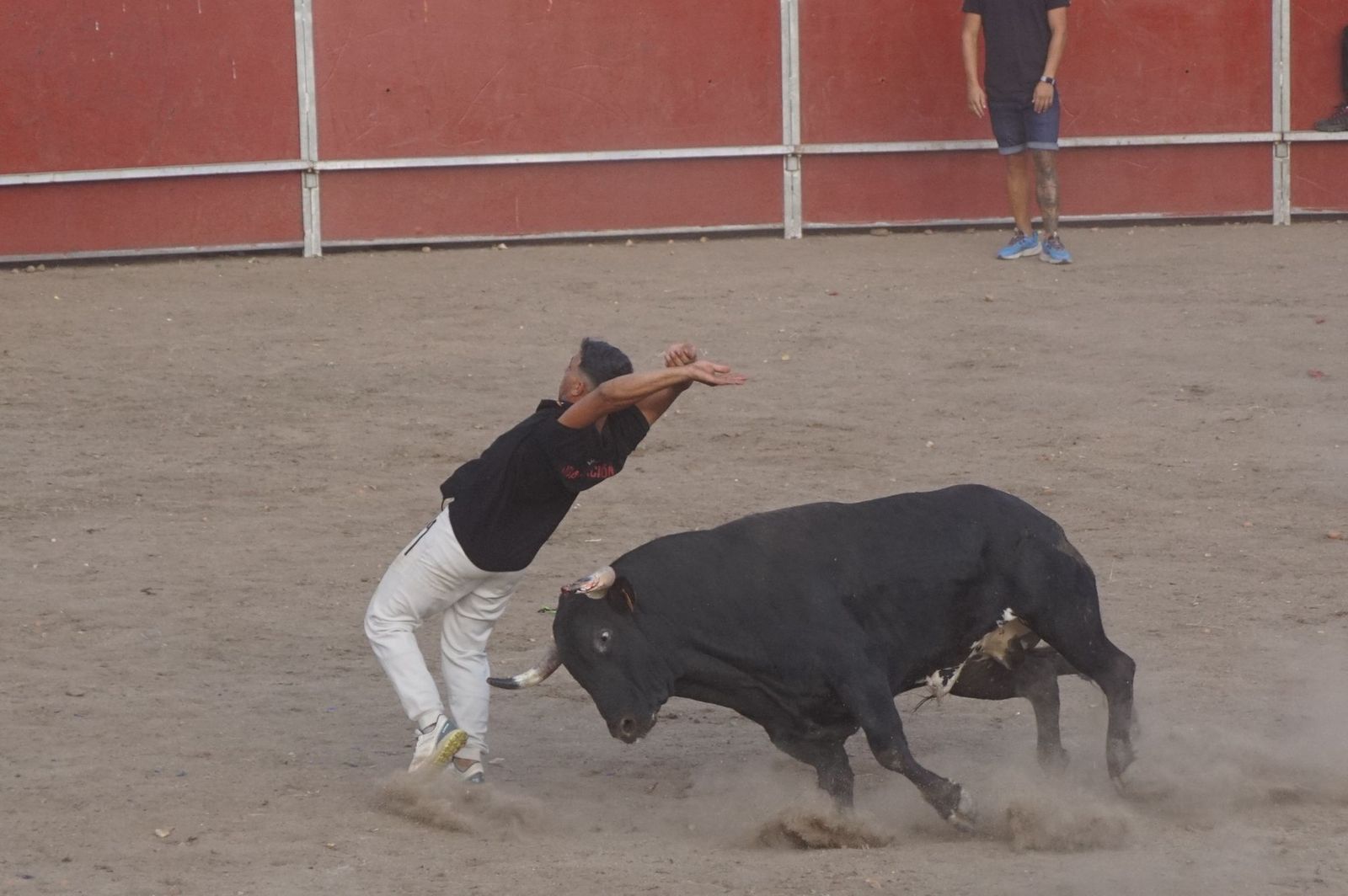 Carreras, risas y tradición: así se ha vivido El Toro en Santa Marta