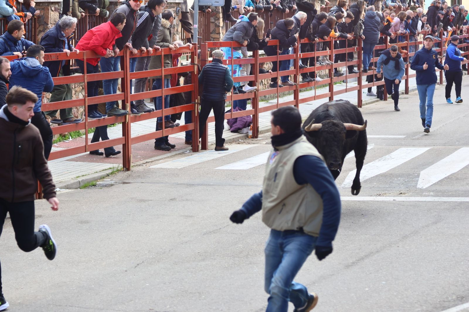 Encierro de martes en el Carnaval del Toro de Ciudad Rodrigo 2026