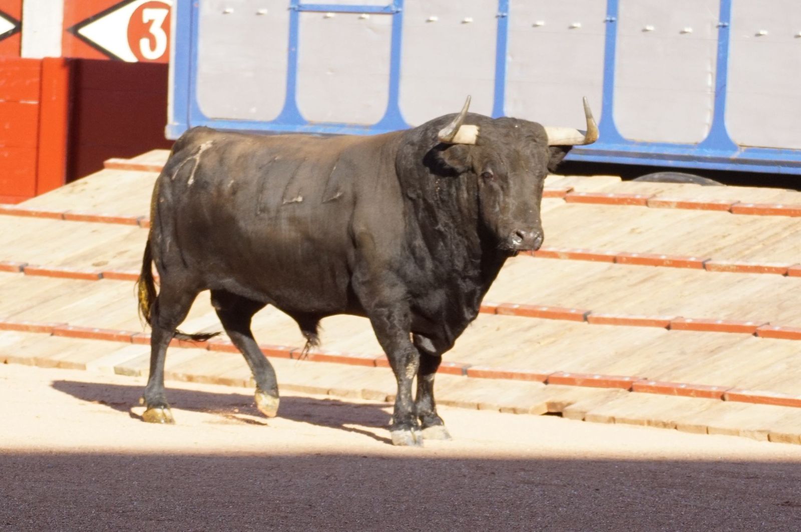 Tradicional Desenjaule en la Plaza de Toros La Glorieta