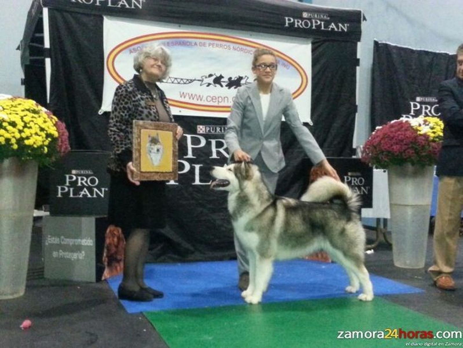Una niña de once años asombra con su habilidad en la XXXI Monográfica Nacional de Perros Nórdicos y Akita Inu