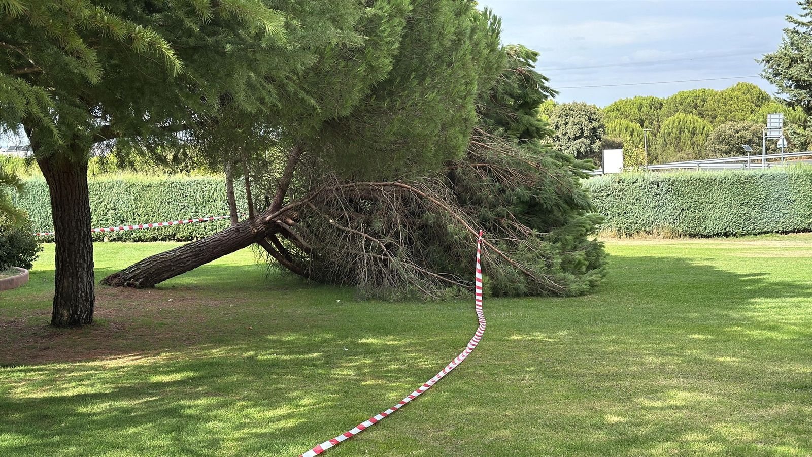 Cae un árbol en un parque de Peñasolana