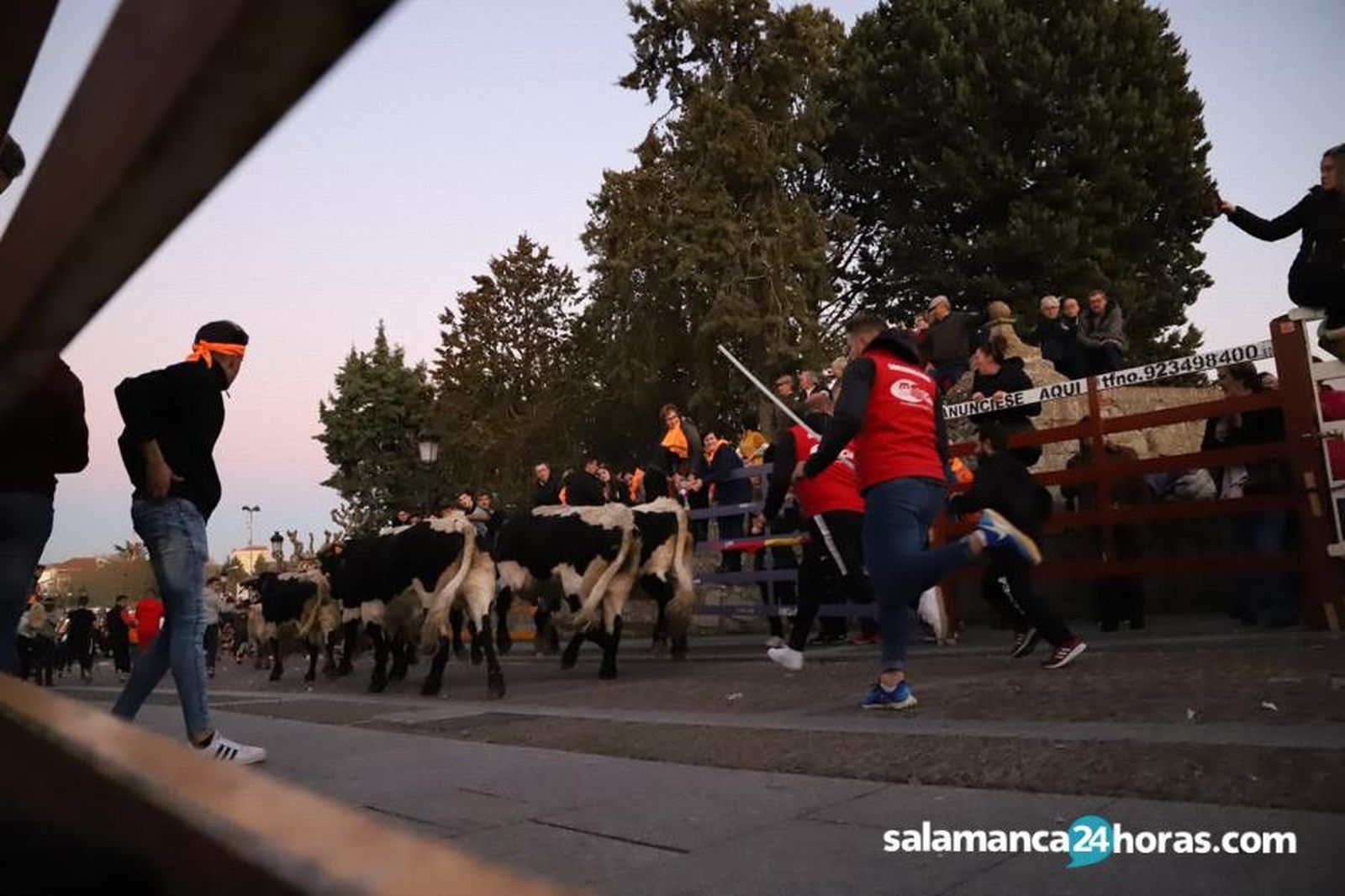 Encierro de mansos del Carnaval del Toro (33)