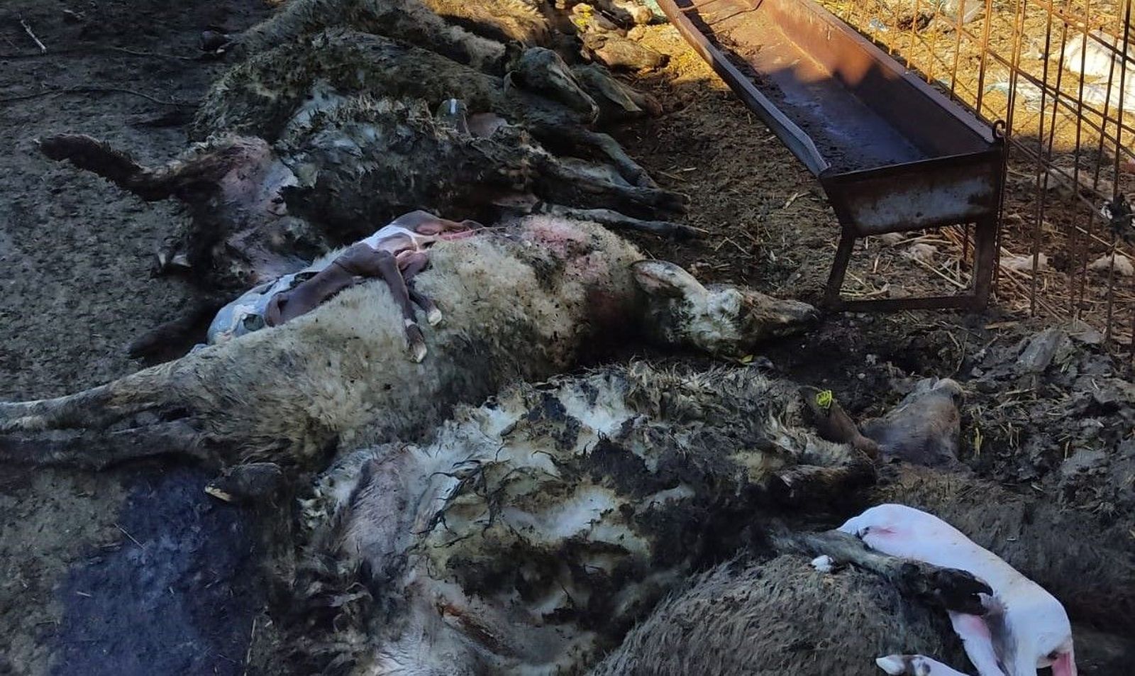 Imagen del ataque de lobos