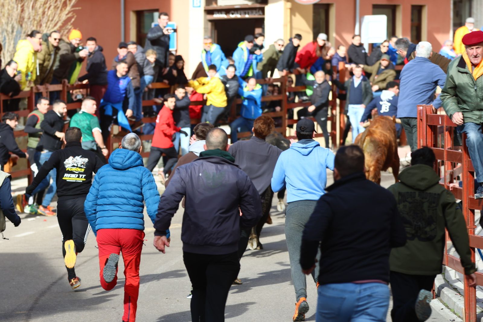 Encierro de martes en el Carnaval del Toro de Ciudad Rodrigo 2026