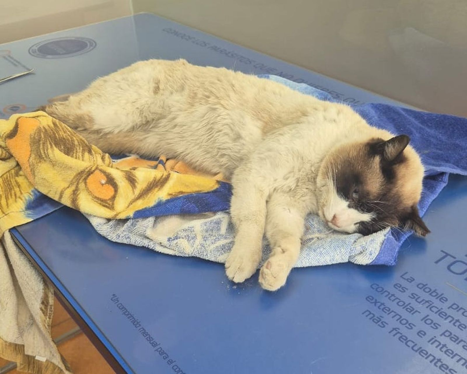 Pompón. Foto: Castegatos CES Castellanos de Moriscos