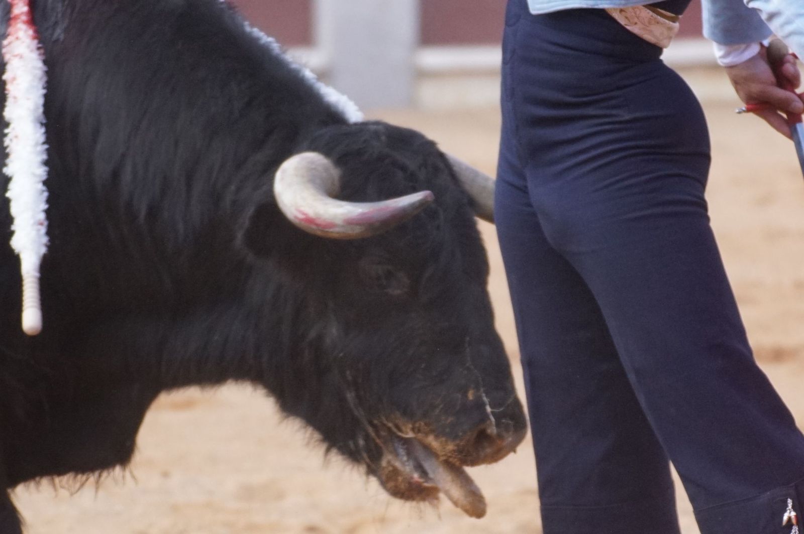Festival taurino solidario por la esclerosis múltiple en Guijuelo
