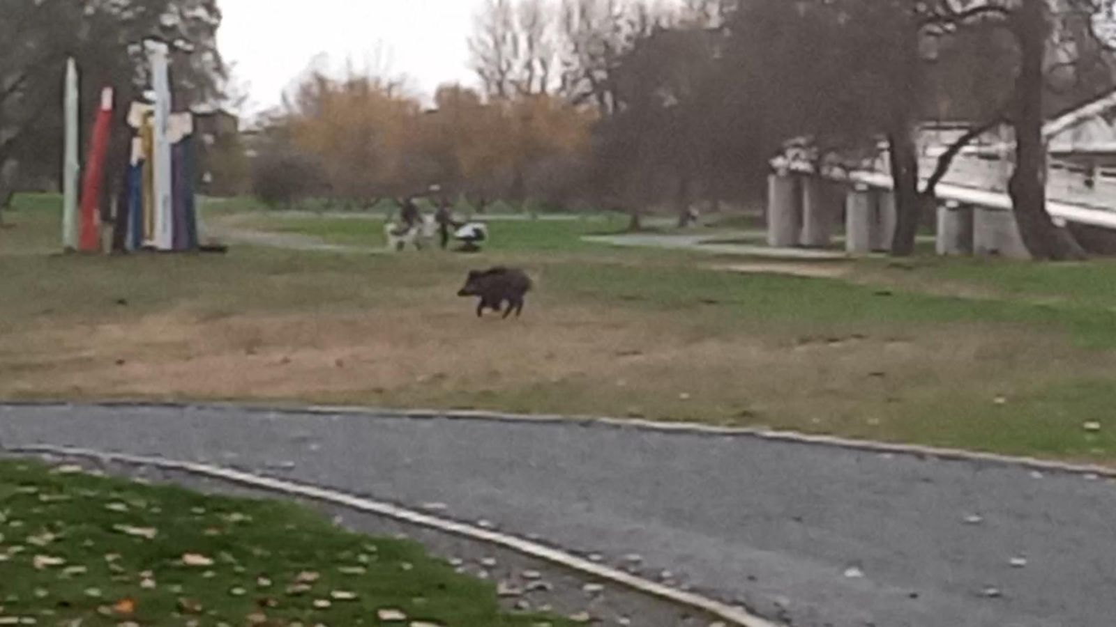 Jabalí Isla del Soto Domingo 8 de noviembre