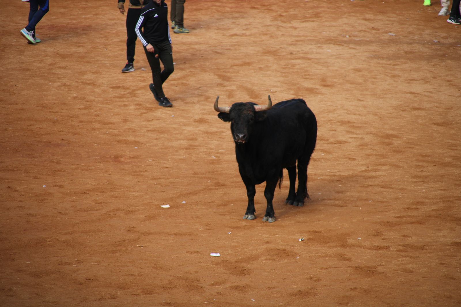 Encierro de martes en el Carnaval del Toro de Ciudad Rodrigo 2026