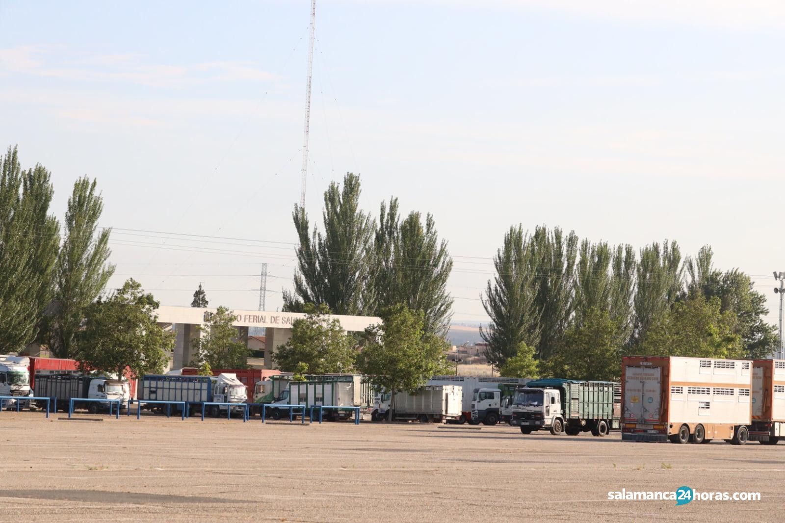 Camiones mercado ganado 15 junio (3)
