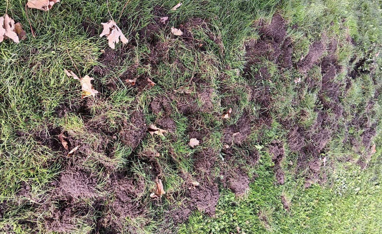 El rastro que ha dejado el jabalí en un jardín de San Lázaro al lado de las casas