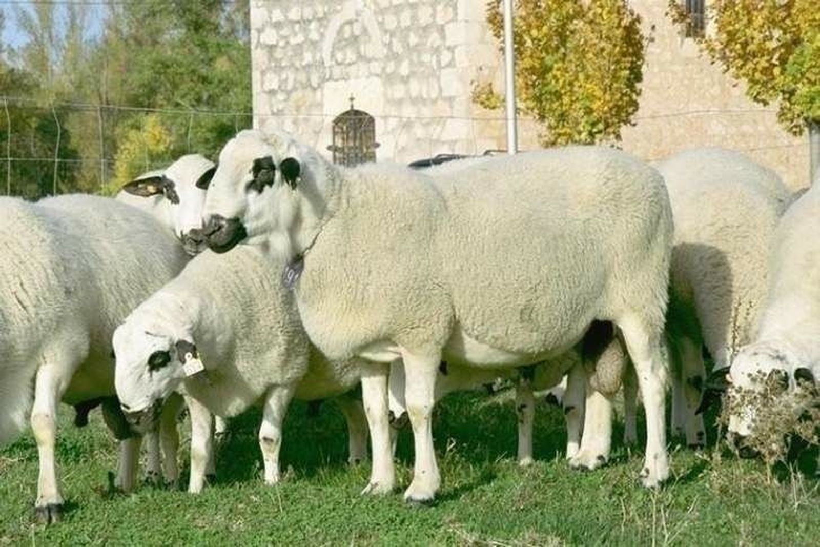 Interovic y Provacuno promocionan la calidad del cordero y vacuno español en China Interovic y Provacuno promocionan la calidad del cordero y vacuno español en China