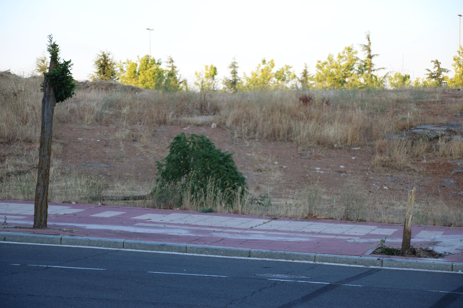 arranca-un-arbol-tras-hacer-un-recto-en-la-calle-victoria-al-circular-a-gran-velocidad-y-abandona-su-vehiculo-en-el-lugar-6