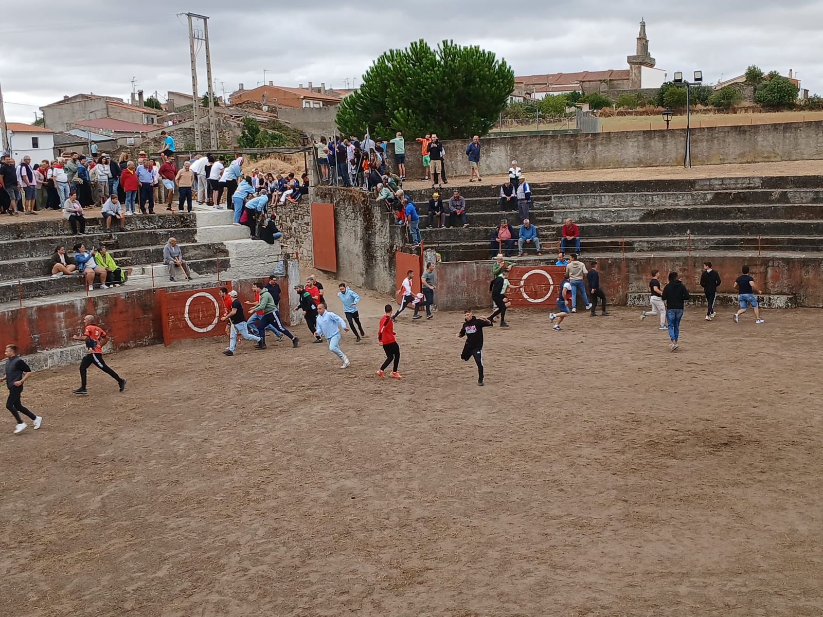 Encierro de novillos en Pereña