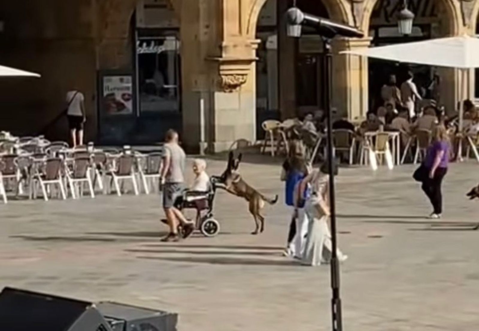 Un perro pasea a una mujer en la Plaza Mayor