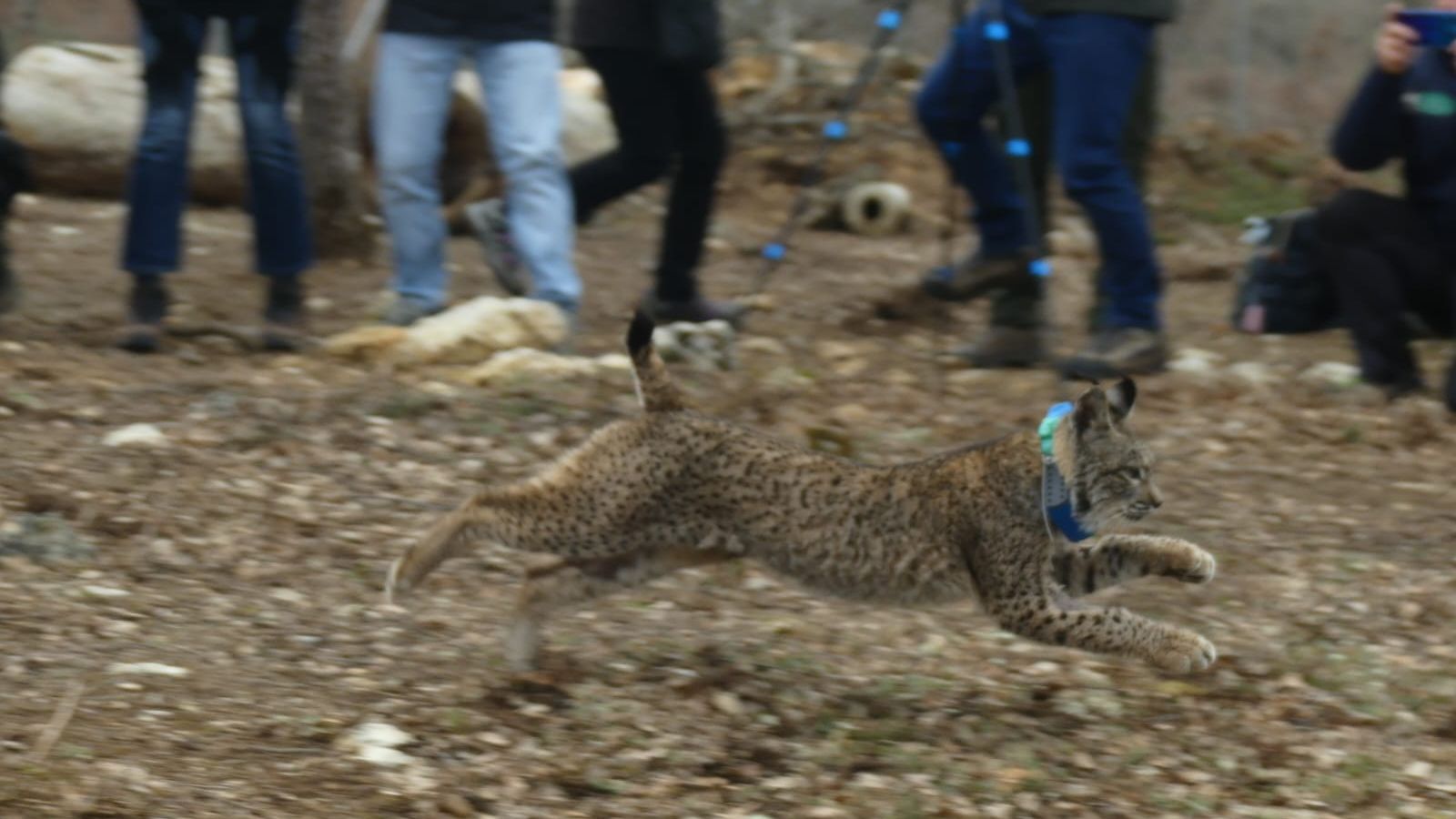 Linces ibéricos liberados en Castilla y León (1)