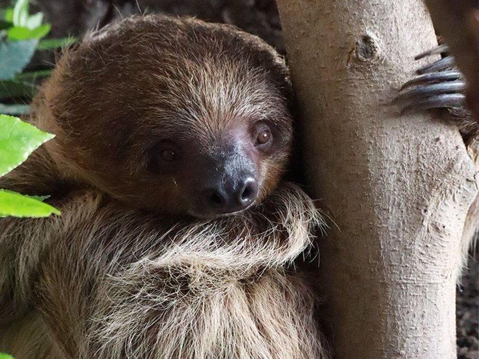 Perezoso animal. Foto EP