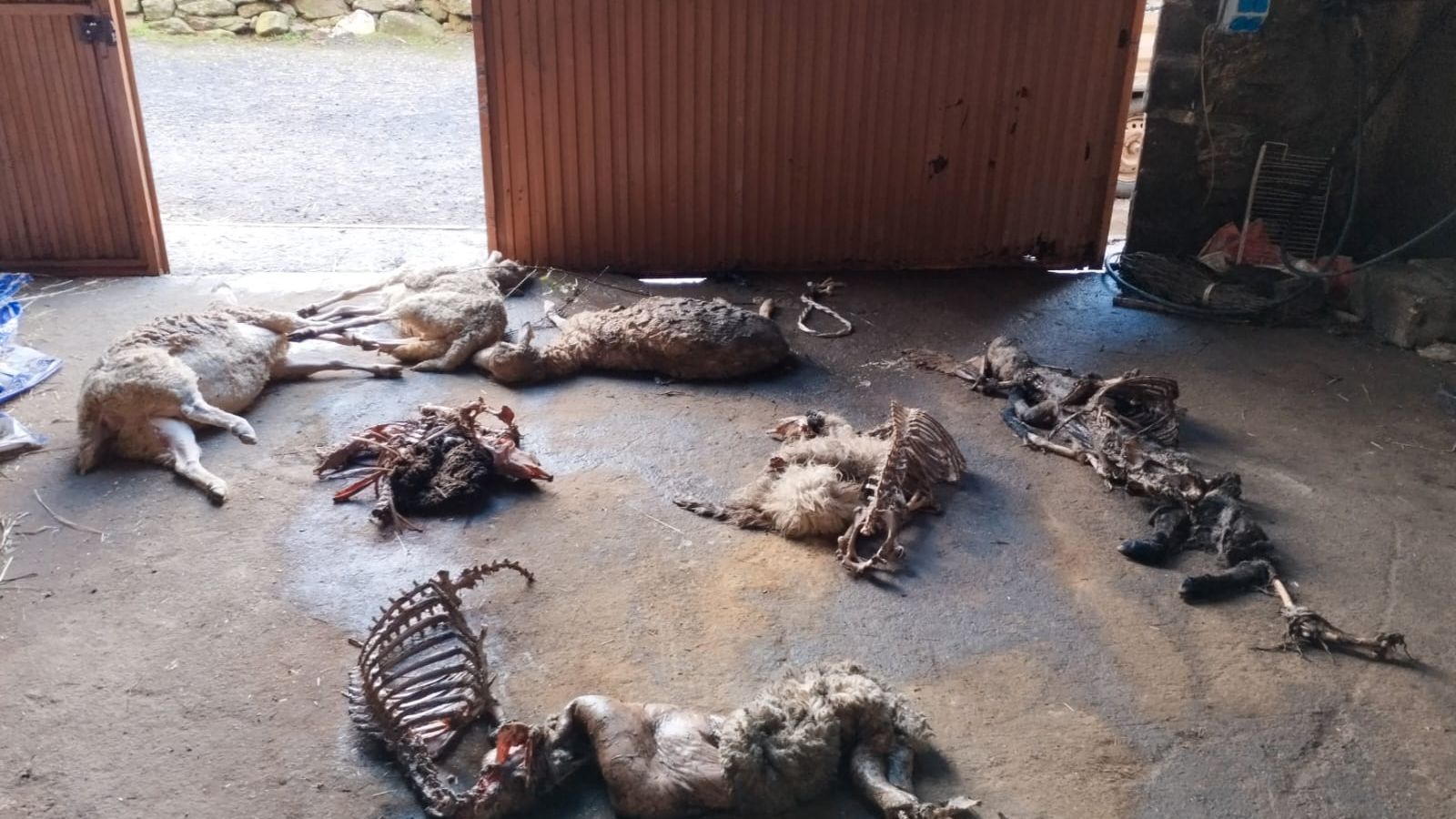 Cádaveres de ovejas en una explotación de Bogajo