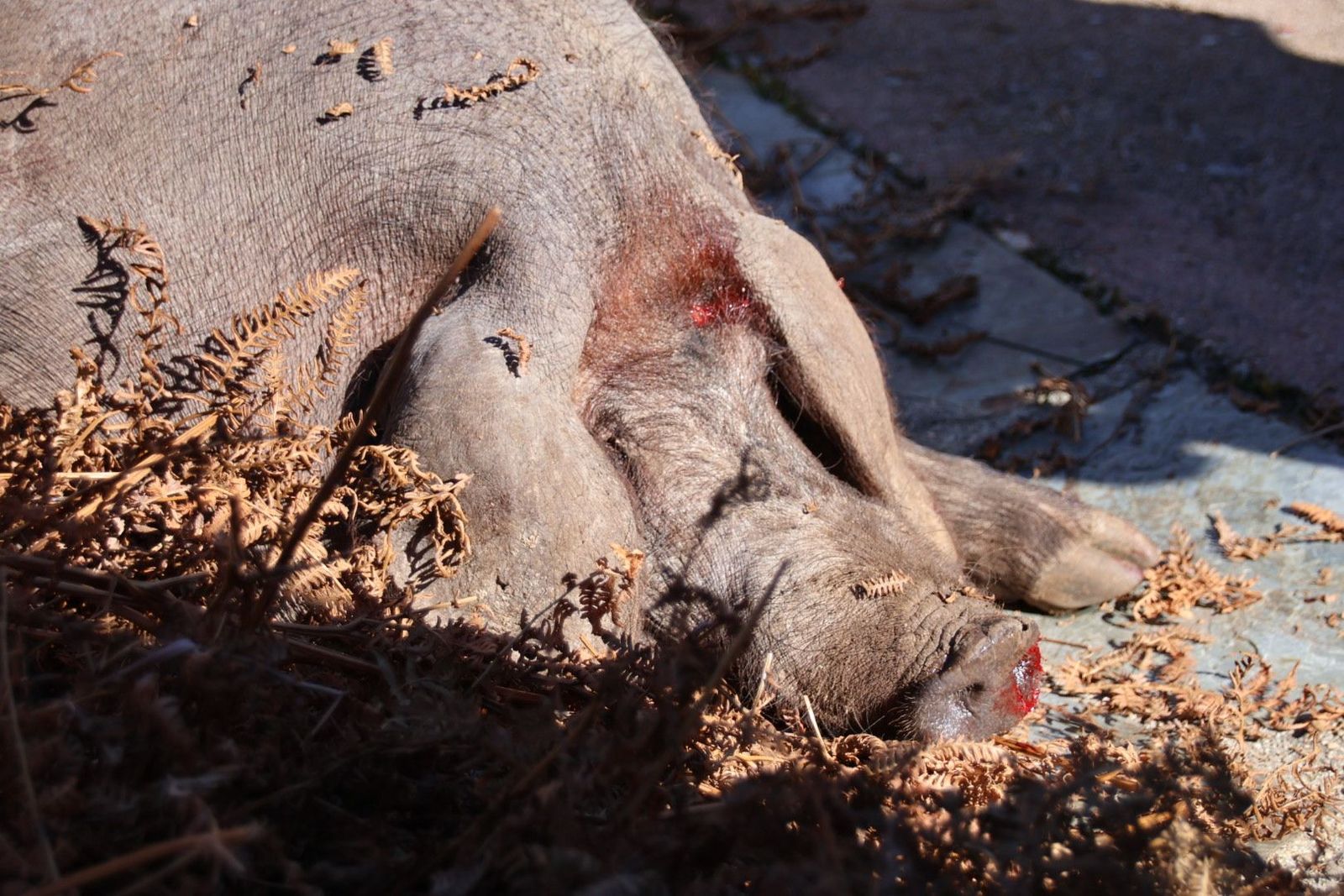 20240203131429-img-4454