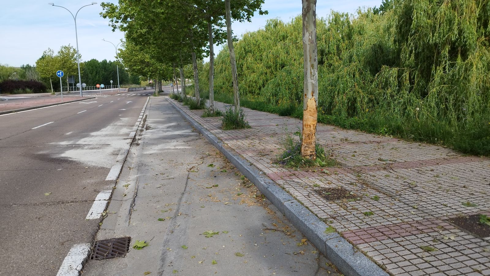 Un conductor choca contra un árbol en la avenida de la Virgen del Cueto (2)