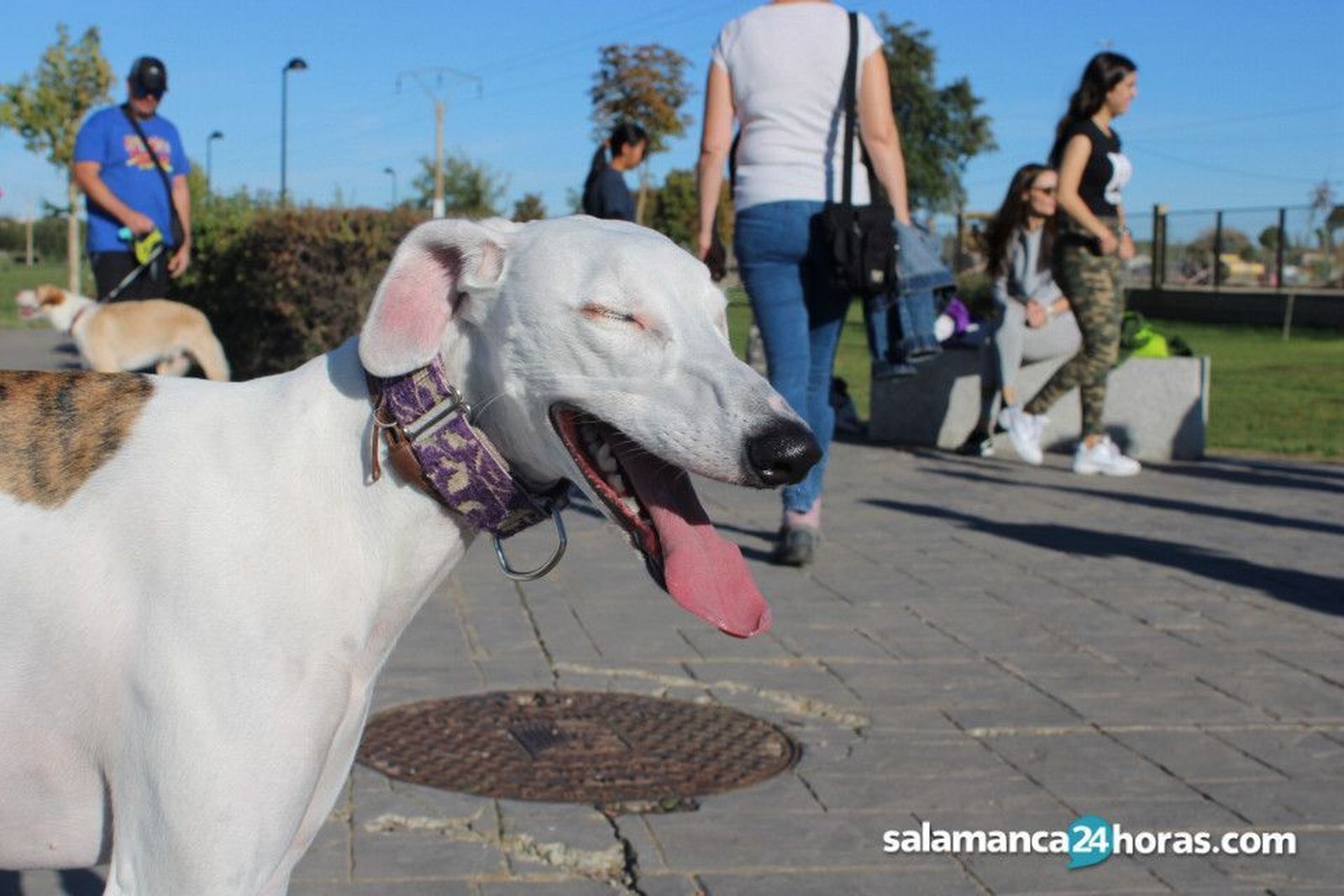 Un perro en un taller de la Oficina de Bienestar Animal