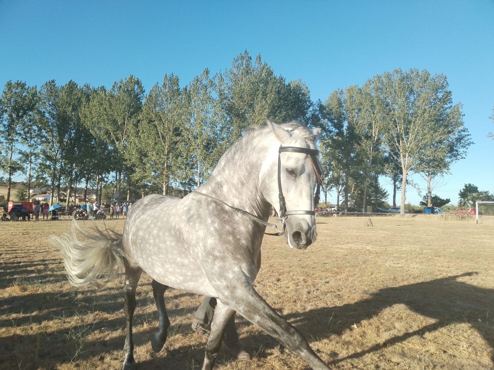 exhibicion-ecuestre-en-san-pedro-de-zamudia-13