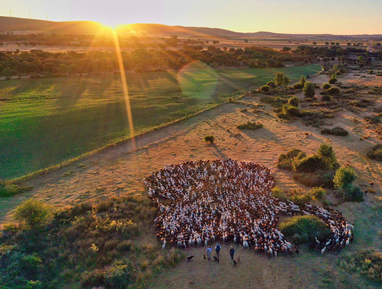 Traslado de 2000 ovejas desde Tábara a Fontanillas de Castro por falta de comida provocada por los incendios en la provincia de Zamora. Juan Luis Pérez, Lorenzo Arias y Maximino Pérez son tres pastores (20)