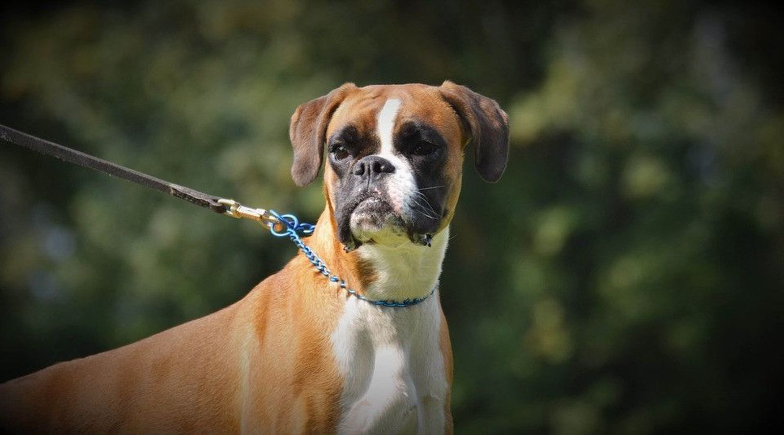 Un perro de la raza boxer