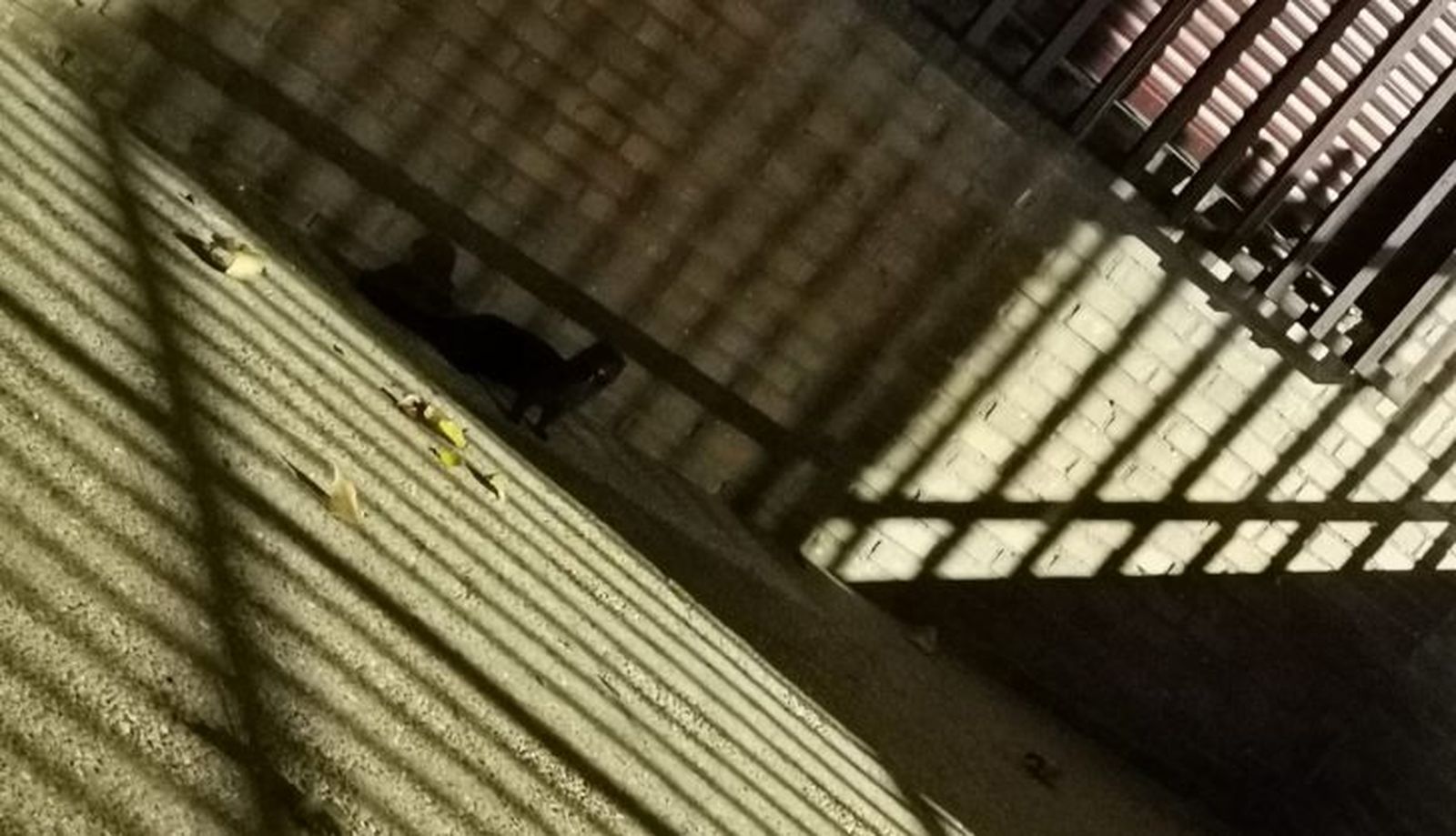 Visones en el colegio Rufino Blanco | FOTO SALAMANCA24HORAS.COM