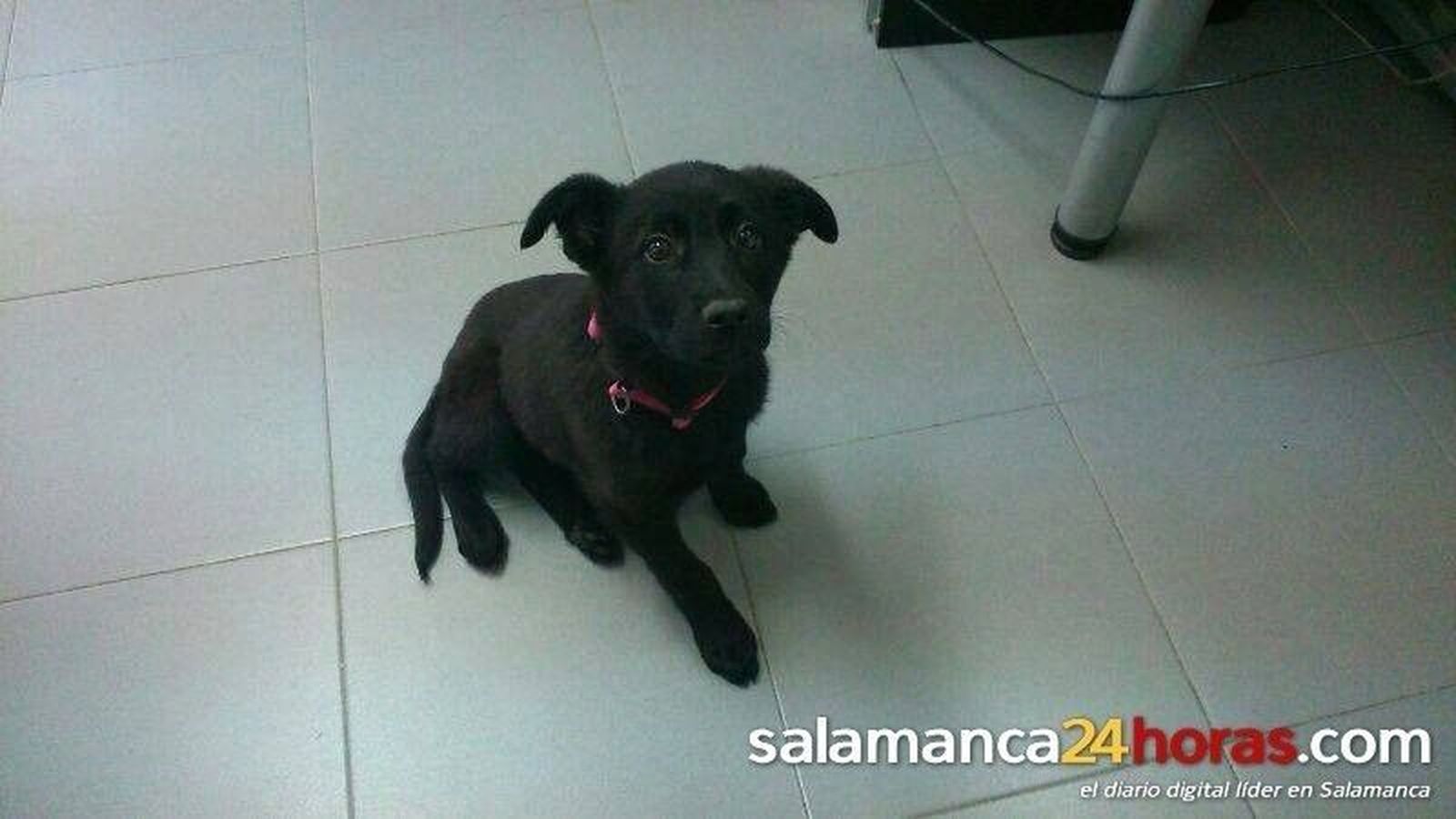 Club del Perro: 3 de agosto