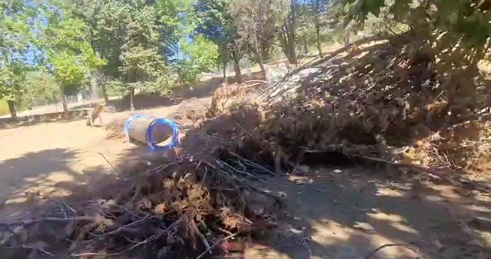 Pipicán de Los Pinos, Béjar  (1)