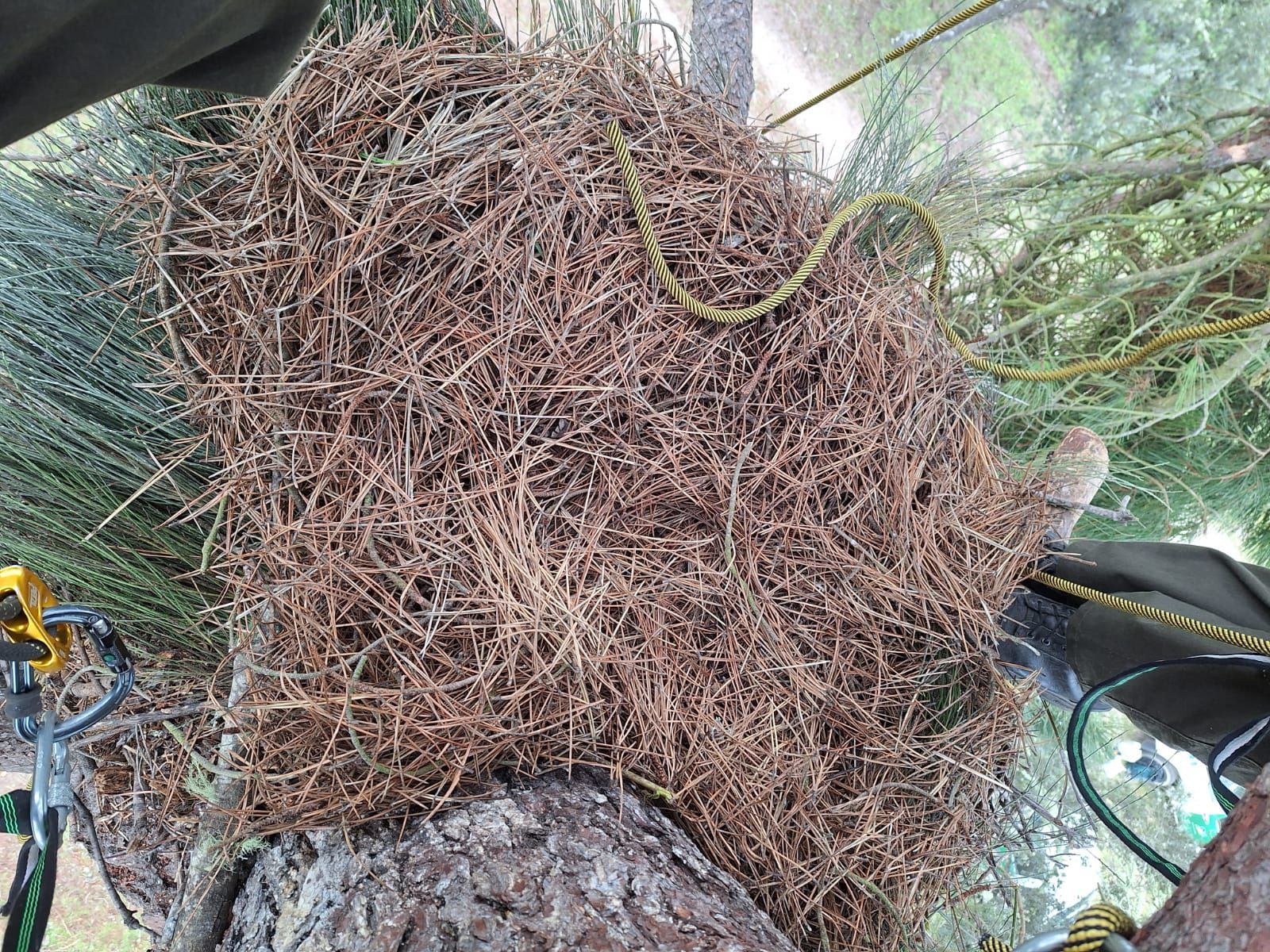 nido-de-cigueena-negra-7