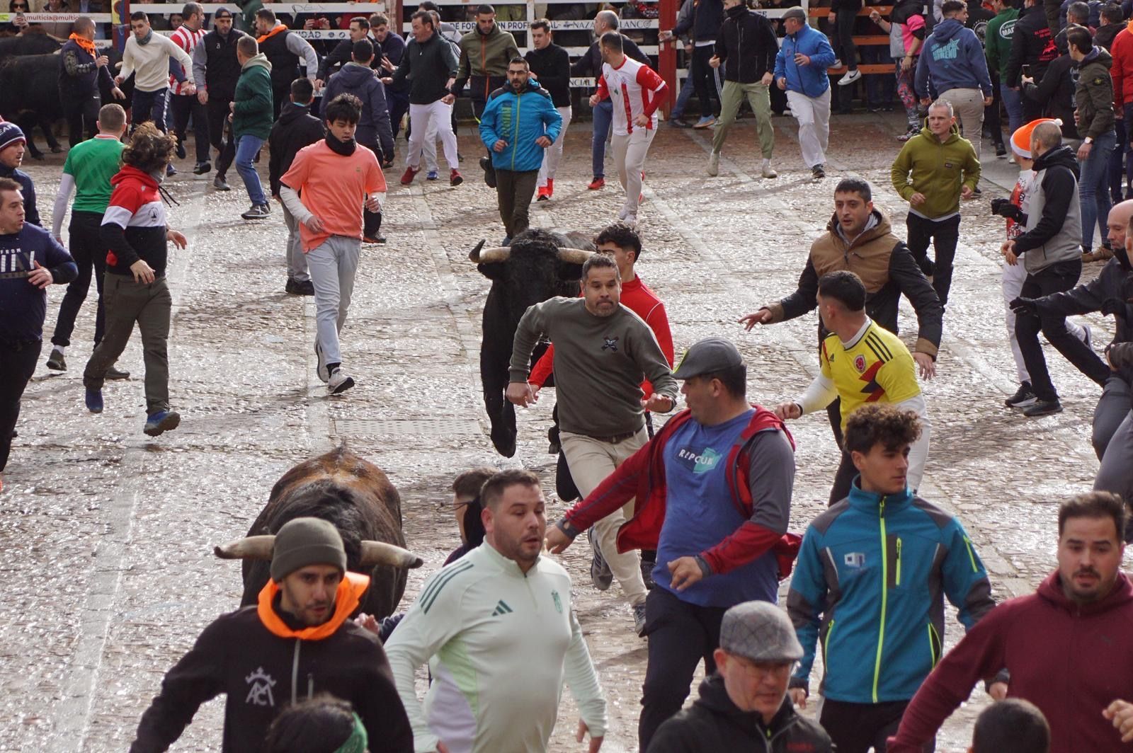 El encierro de Lunes de Carnaval en Ciudad Rodrigo en imágenes