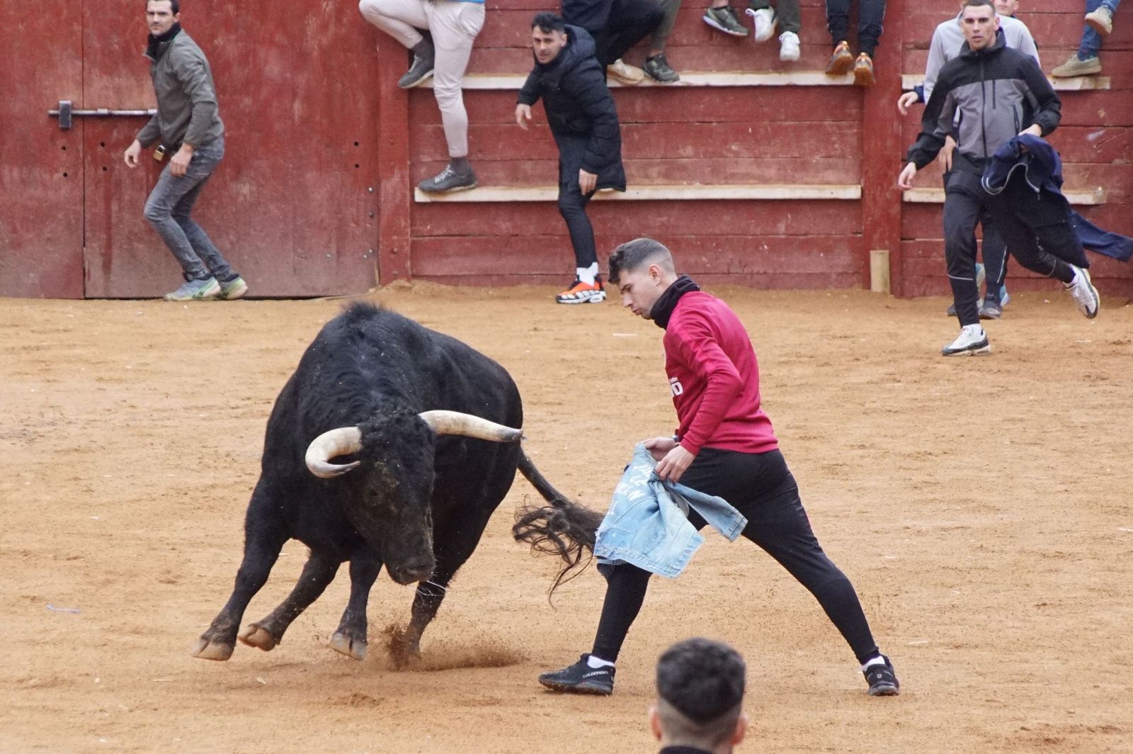 Destacados saltos, quiebros y toreo de capa en la capea del Lunes de Carnaval en Ciudad Rodrigo