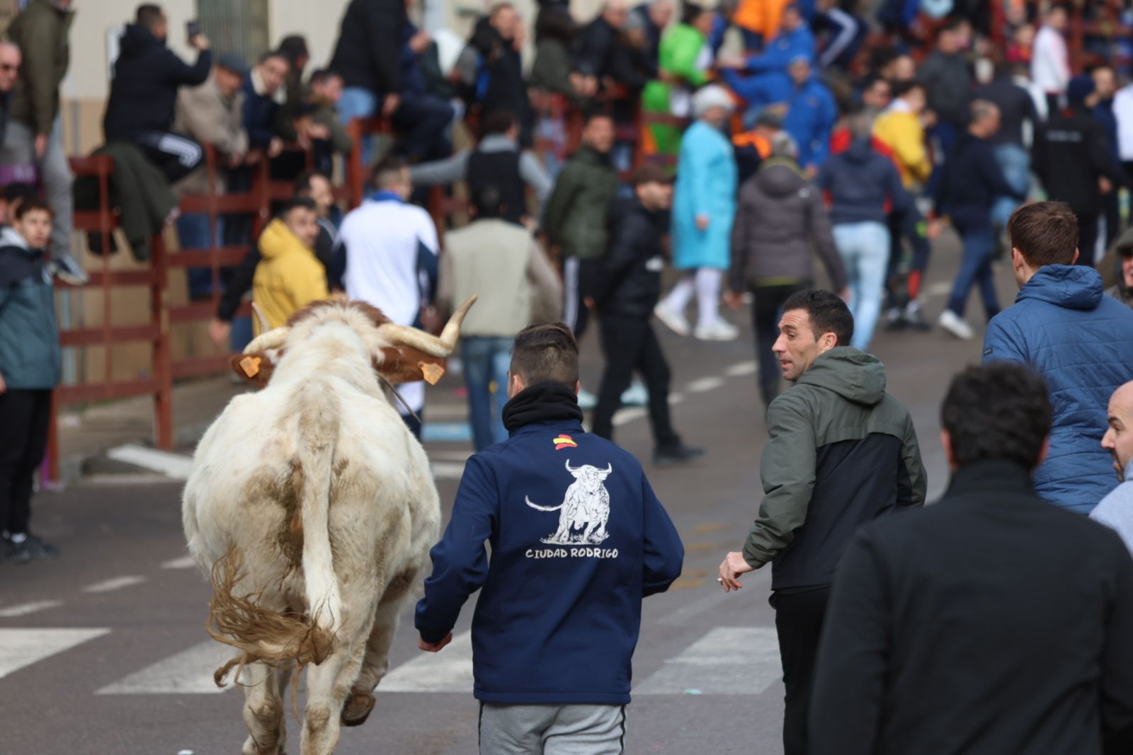 Encierro del lunes de Carnaval en Ciudad Rodrigo, toros de Fermín Bohórquez