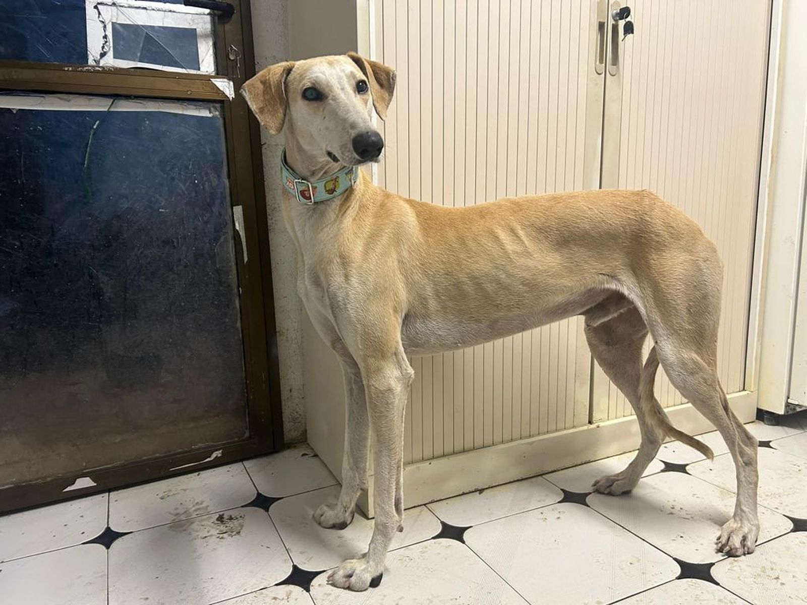 Galgos de la Protectora Siempre Fiel