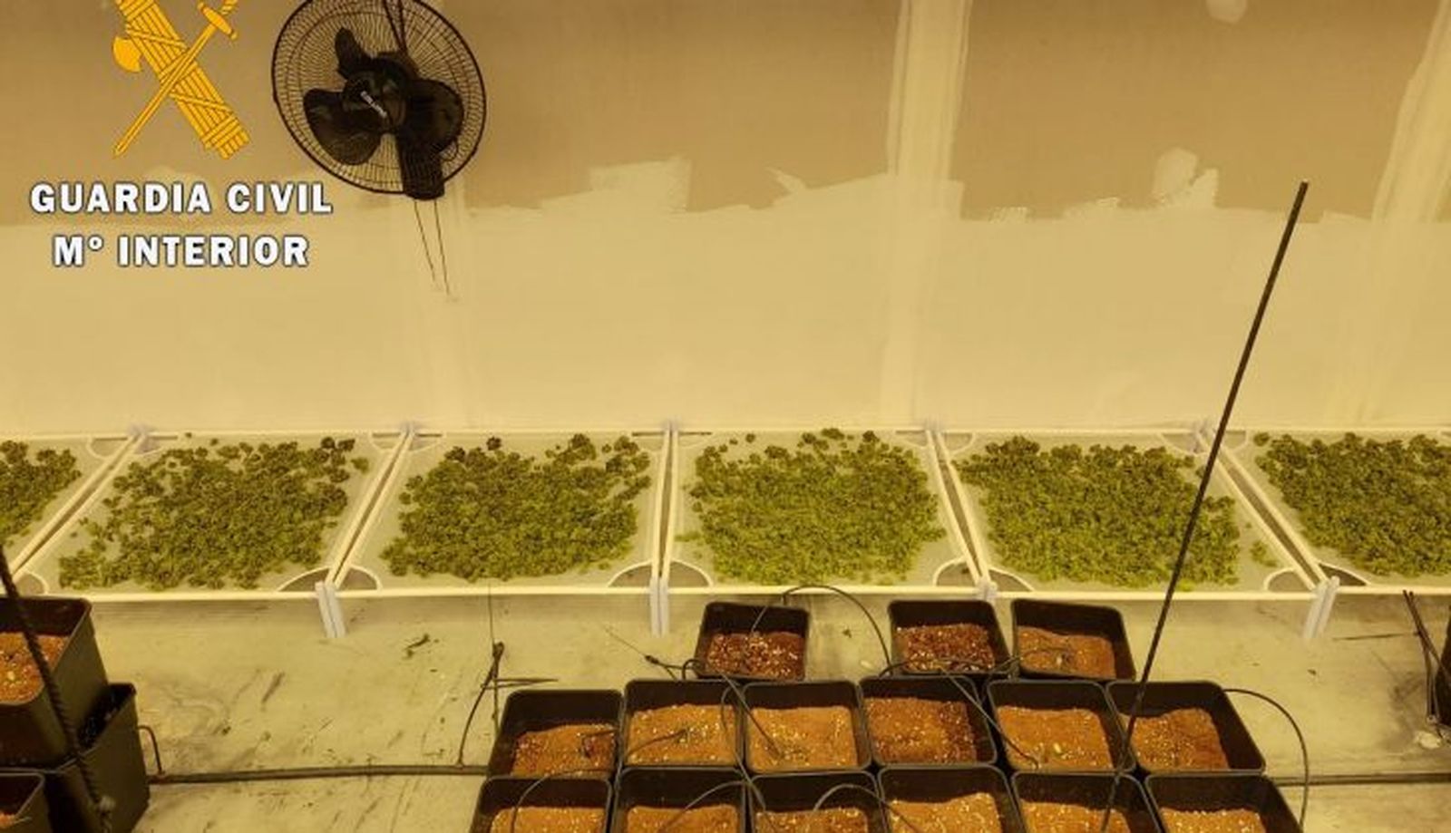 Marihuana incautada en Calvarrasa de Abajo
