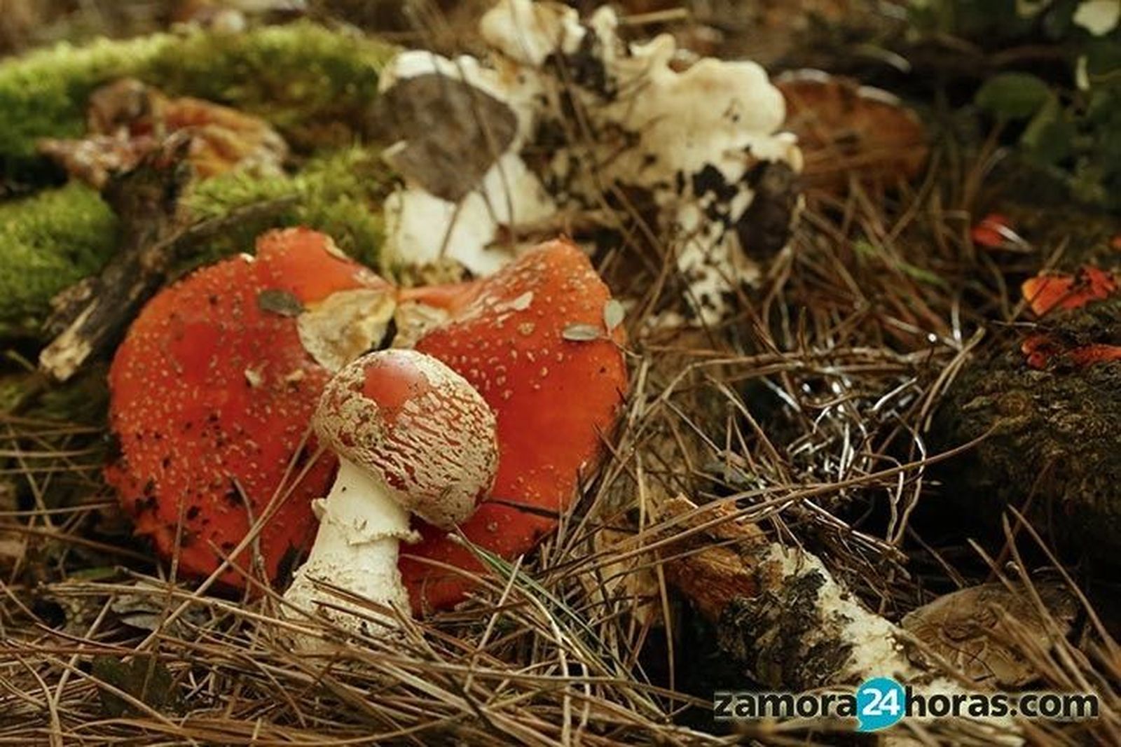 Exposición micológica y fotográfica Palacio de la Encarnación - Zamora Micológica