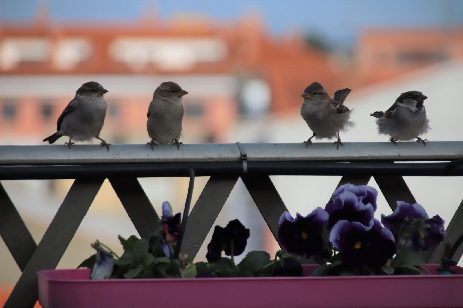 Gorrión común en una terraza de Salamanca. Imagen Javier S.Fraile Gorrión común en una terraza de Salamanca. Imagen Javier S.Fraile