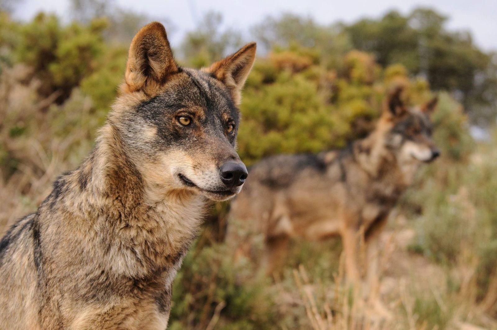 Ejemplar de un lobo ibérico