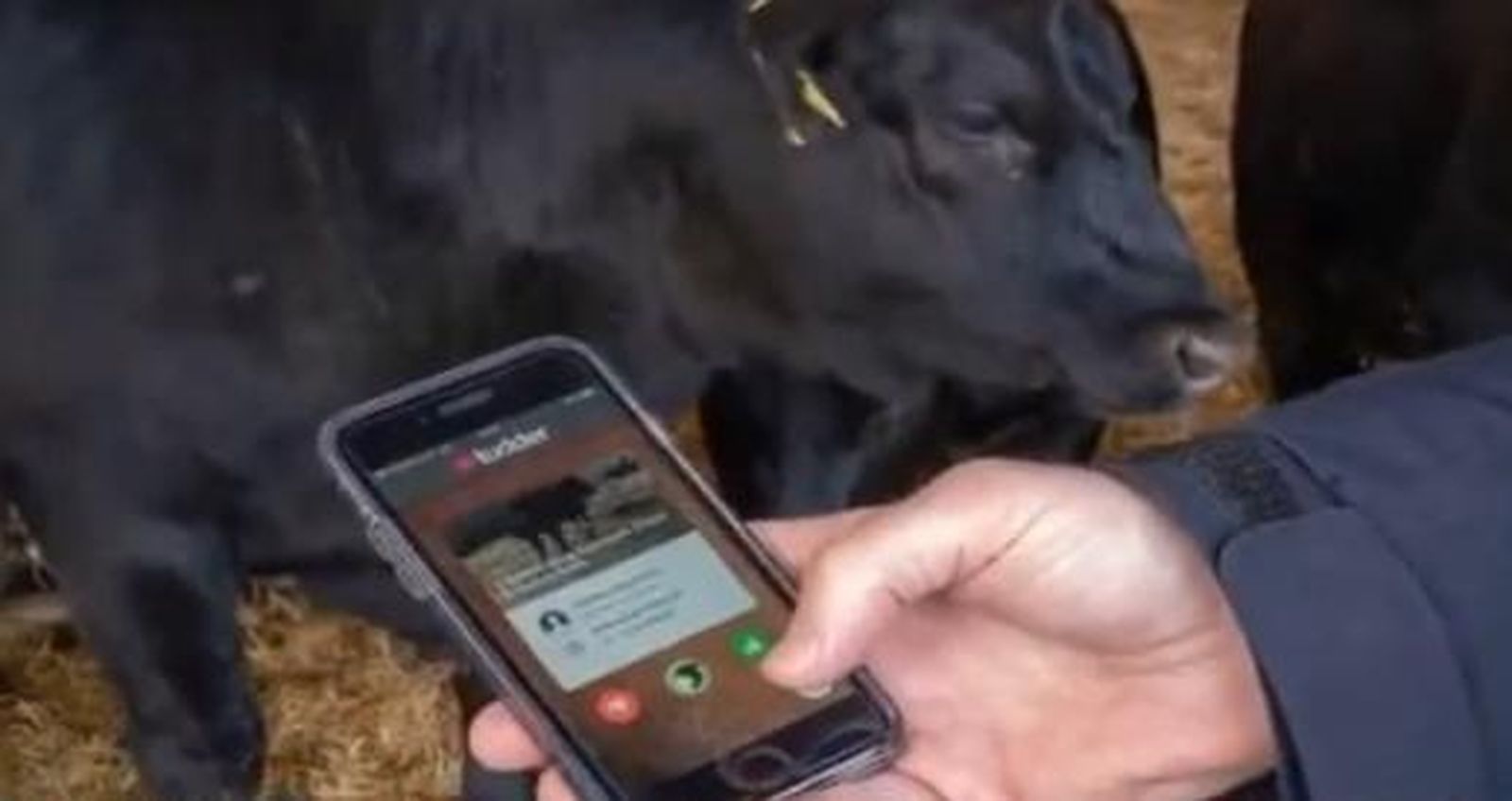 Tinder vacas