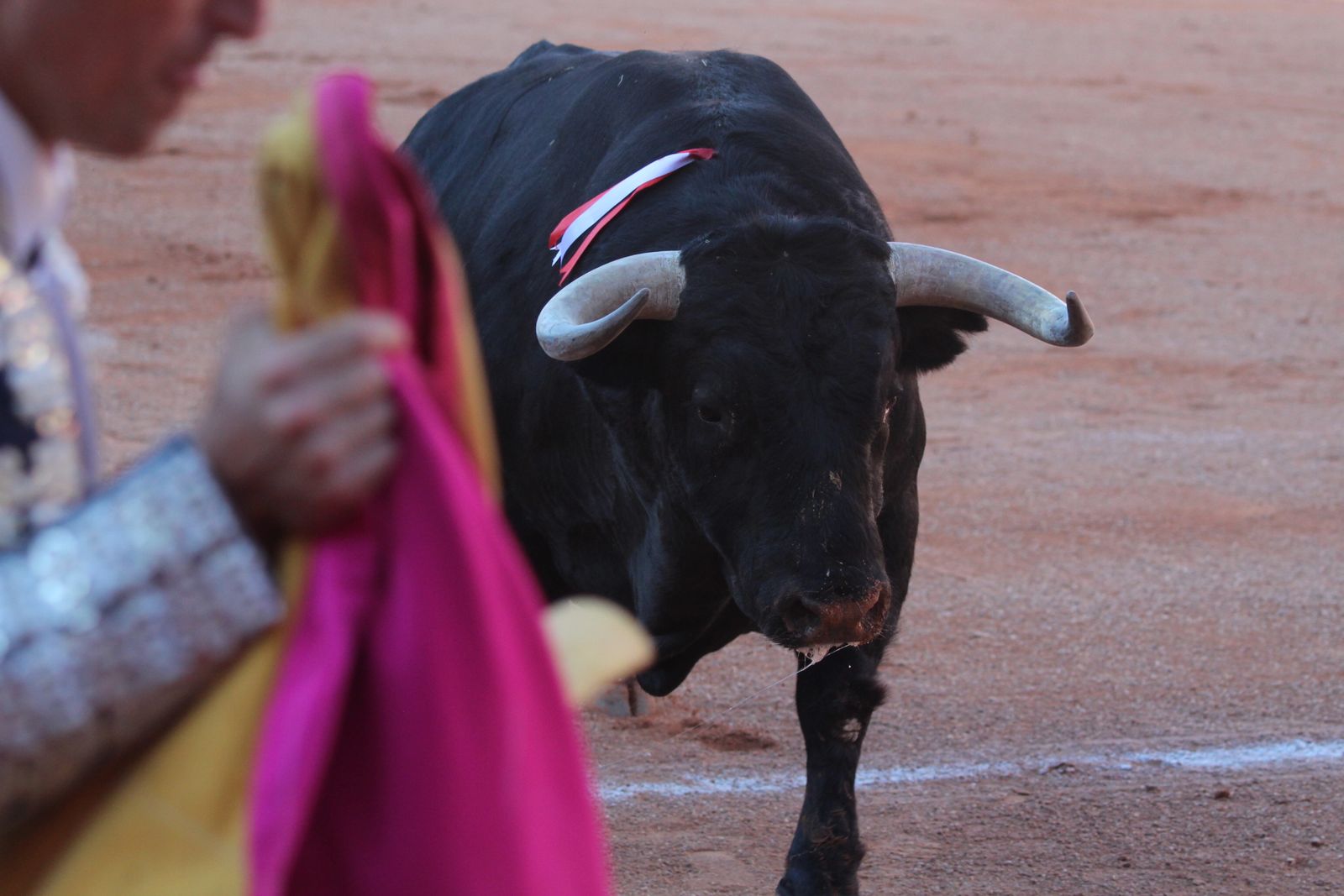 Emilio de Justo, Juan Ortega y Roca Rey inauguran el cartel de figuras en la feria de Salamanca: la corrida de Garcigrande en imágenes